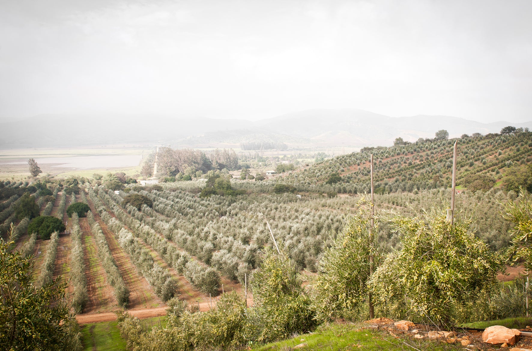 Izaro, un aceite de oliva sustentable.